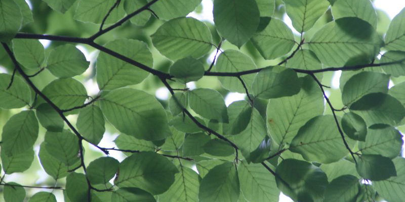 Local image of Stratford on Avon